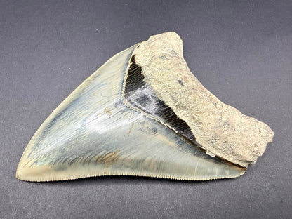 Megalodon Tooth