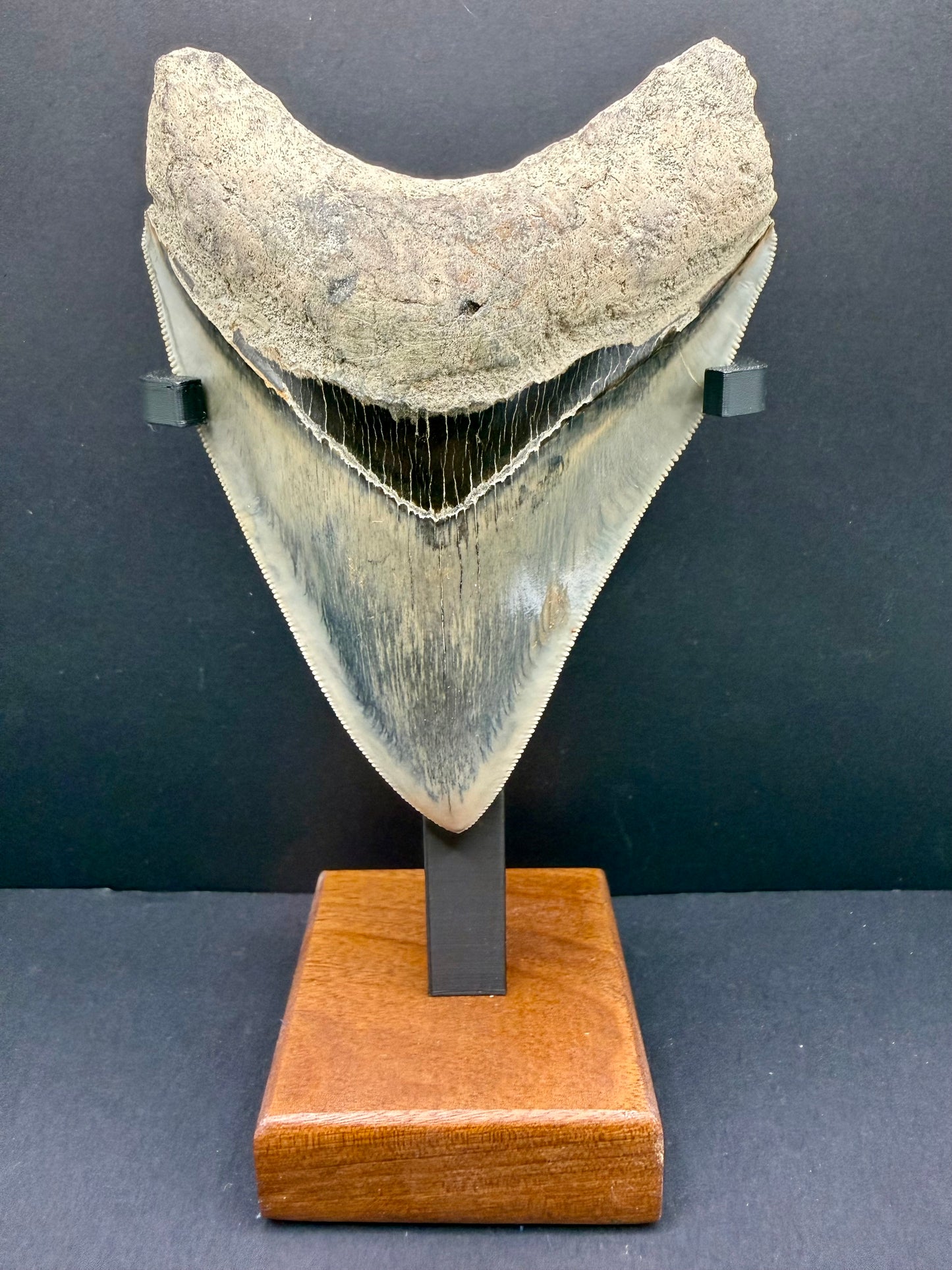 Megalodon Tooth