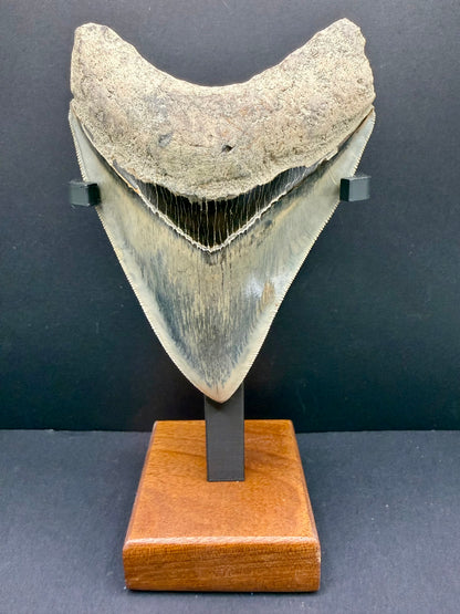 Megalodon Tooth