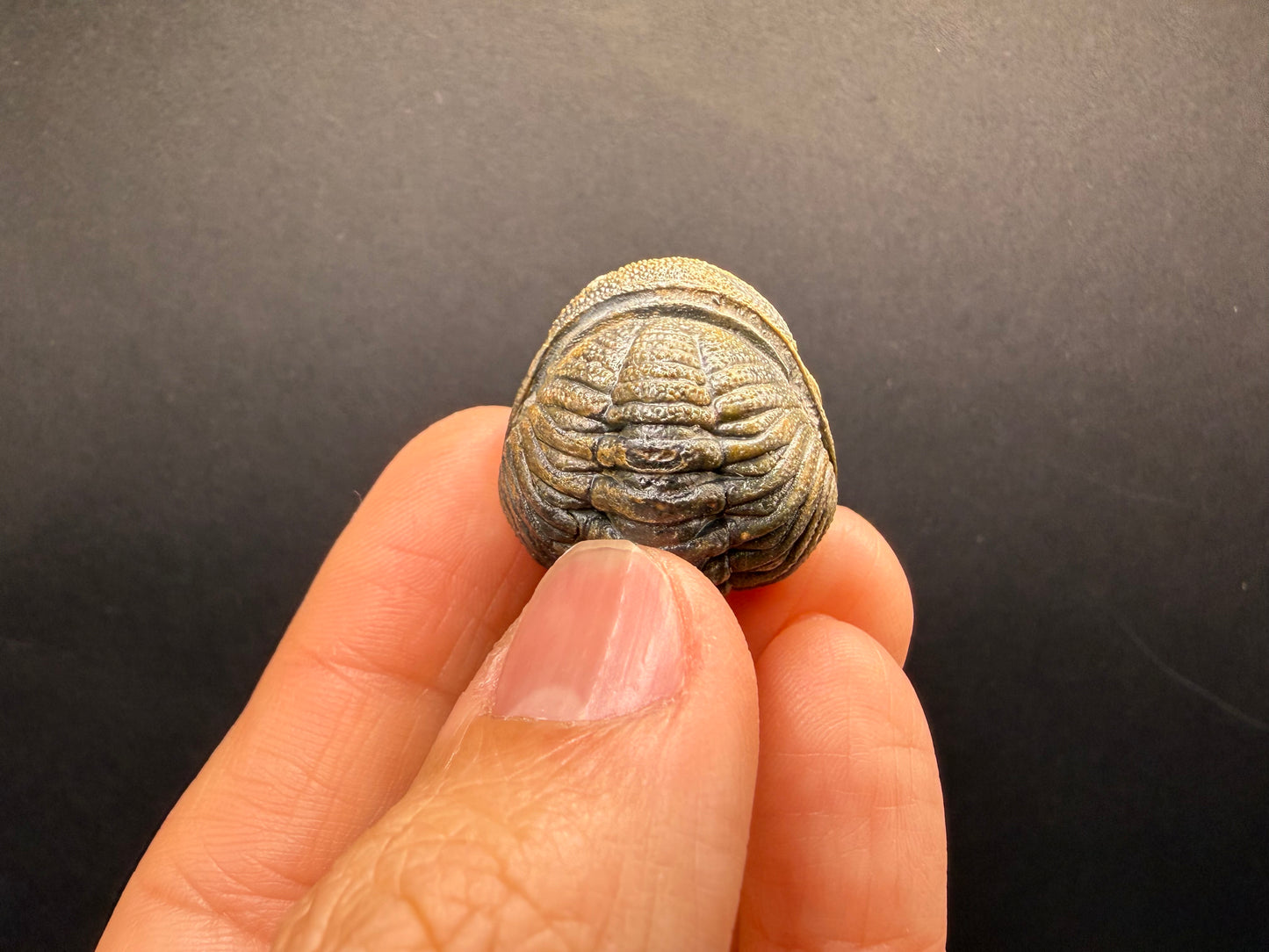 Enrolled Moroccops Trilobite