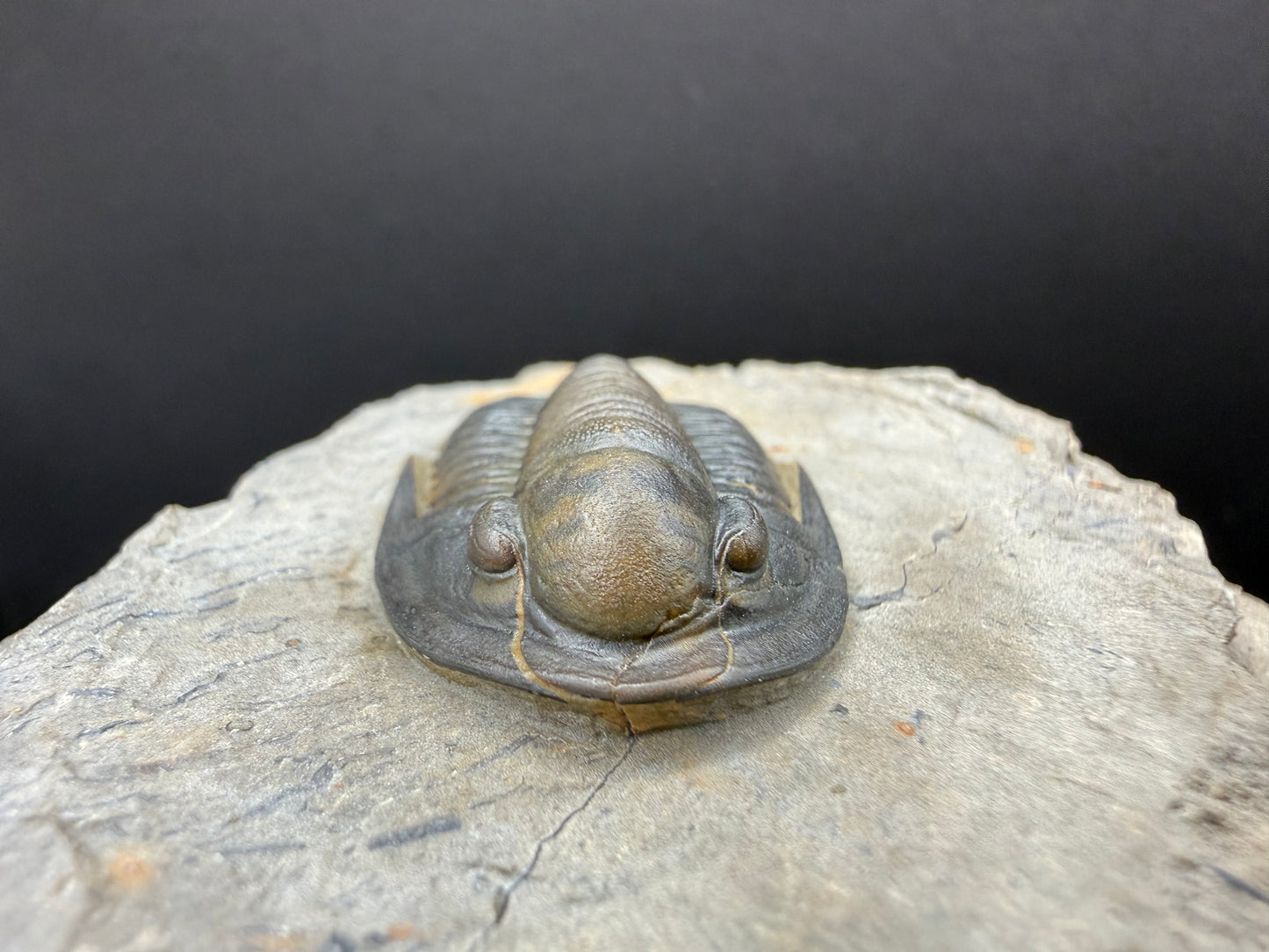 Cornuproetus Trilobite