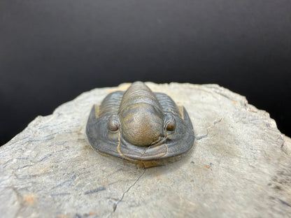 Cornuproetus Trilobite