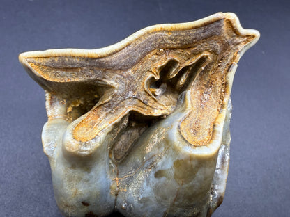 Rhino Tooth