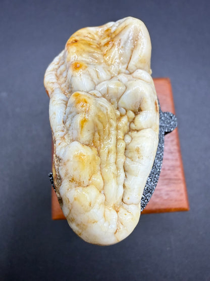 Cave Bear Tooth