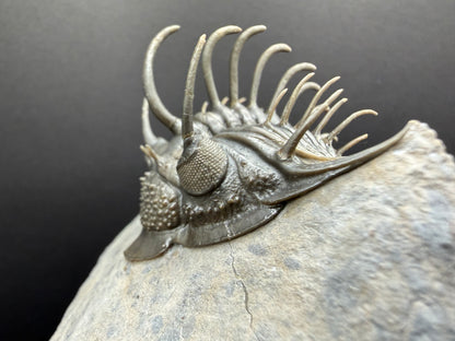 Comura Trilobite