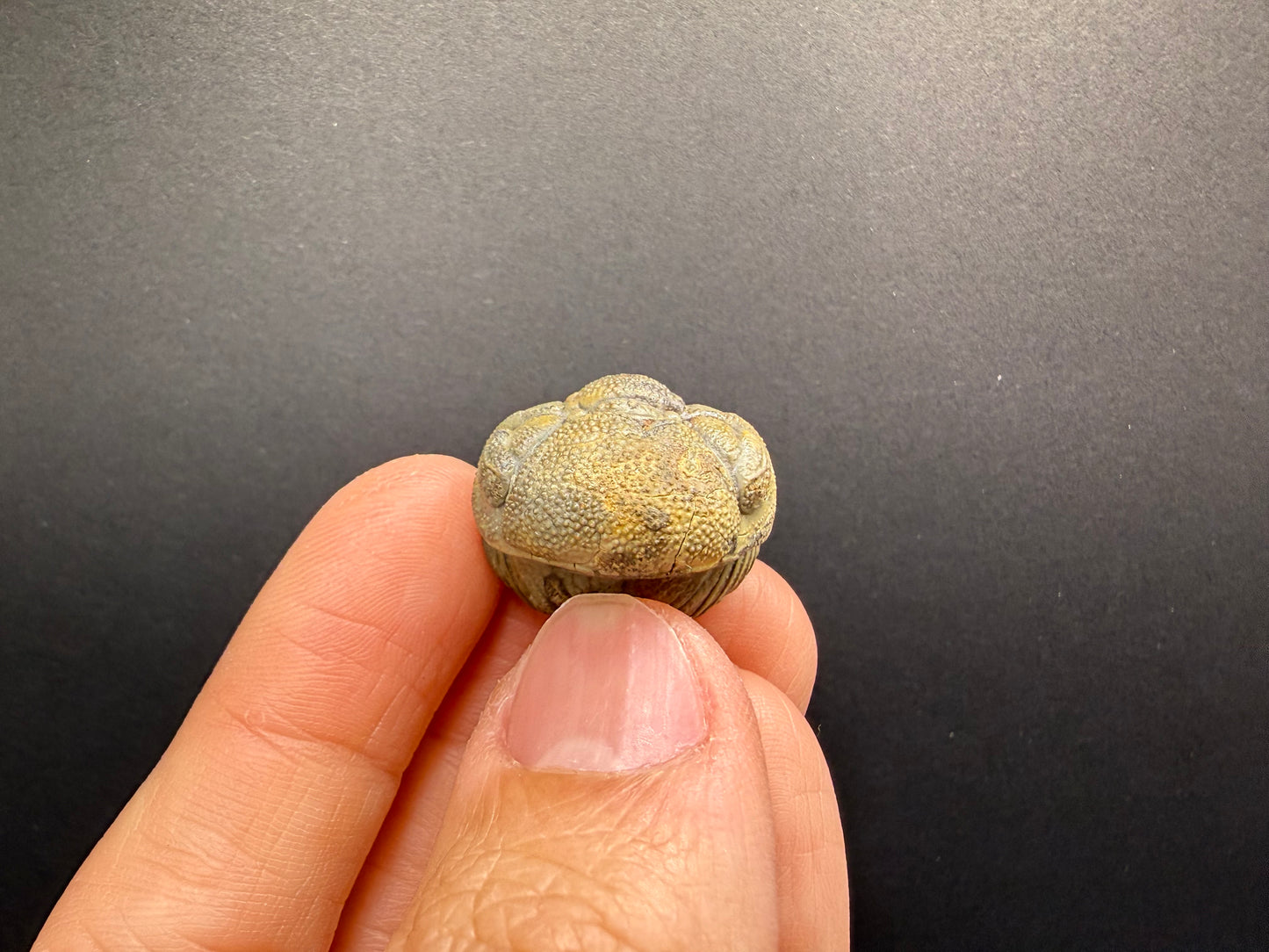 Enrolled Moroccops Trilobite