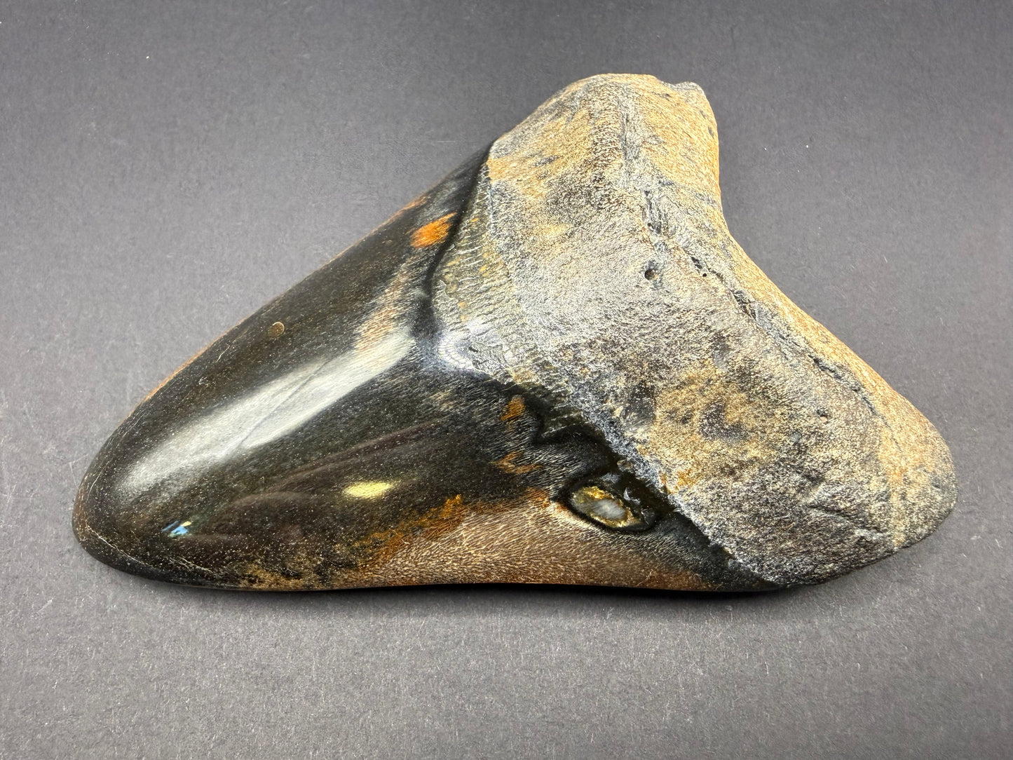 Megalodon Tooth