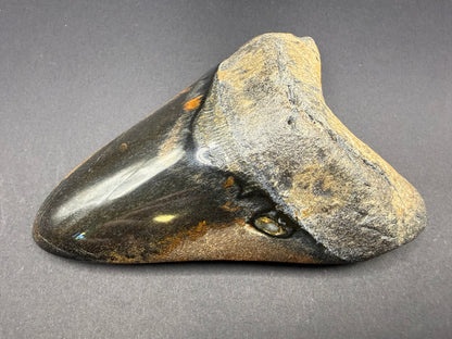Megalodon Tooth