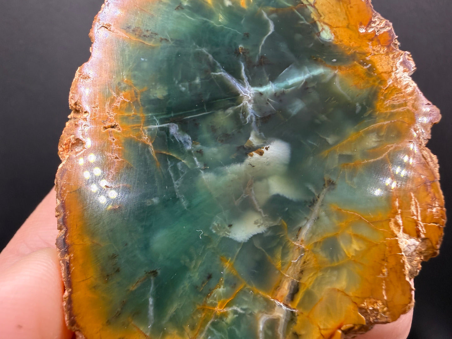 Woodworthia Petrified Wood