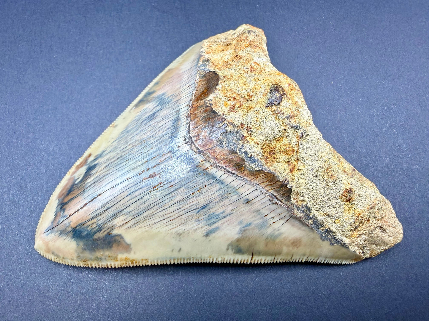 Megalodon Tooth