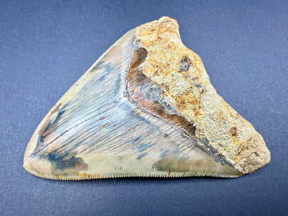 Megalodon Tooth