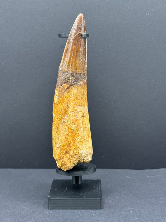 Spinosaurus Tooth