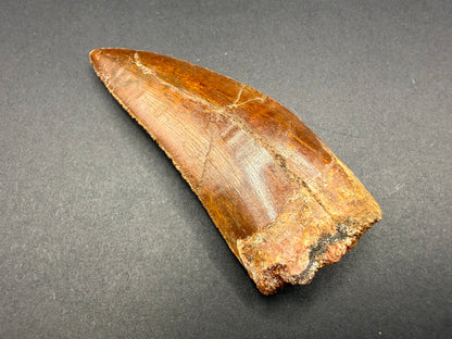 Carcharodontosaurus Tooth
