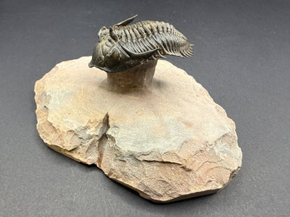 Metacanthina Trilobite