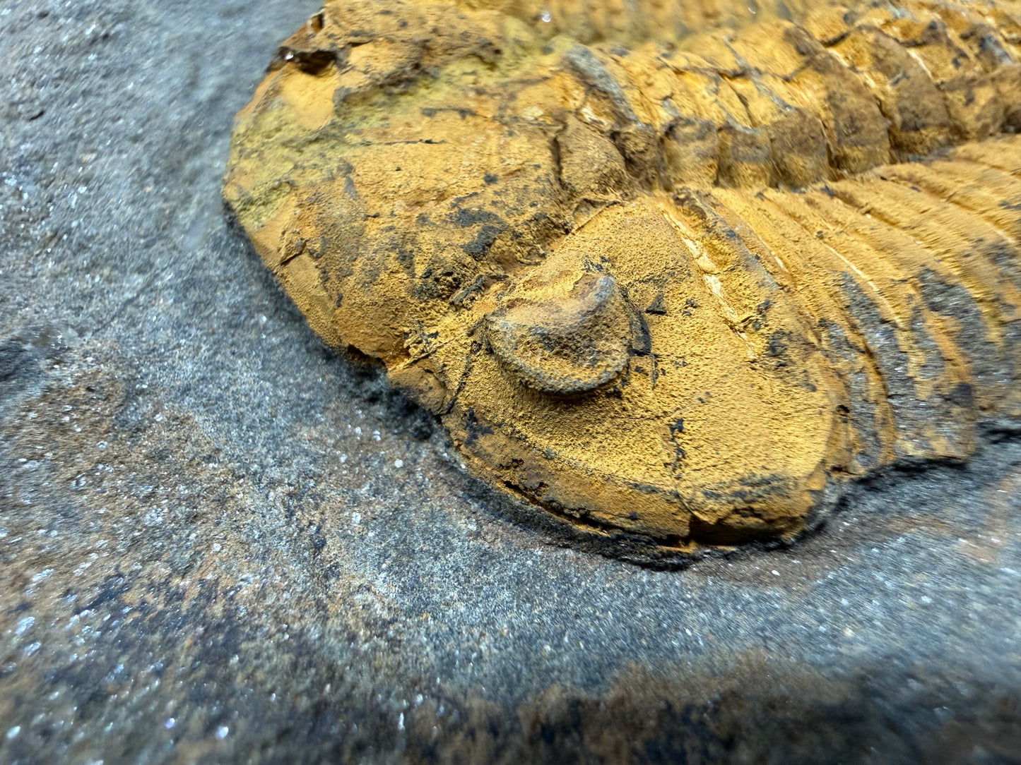 Dalmanitid Ordovician Trilobite