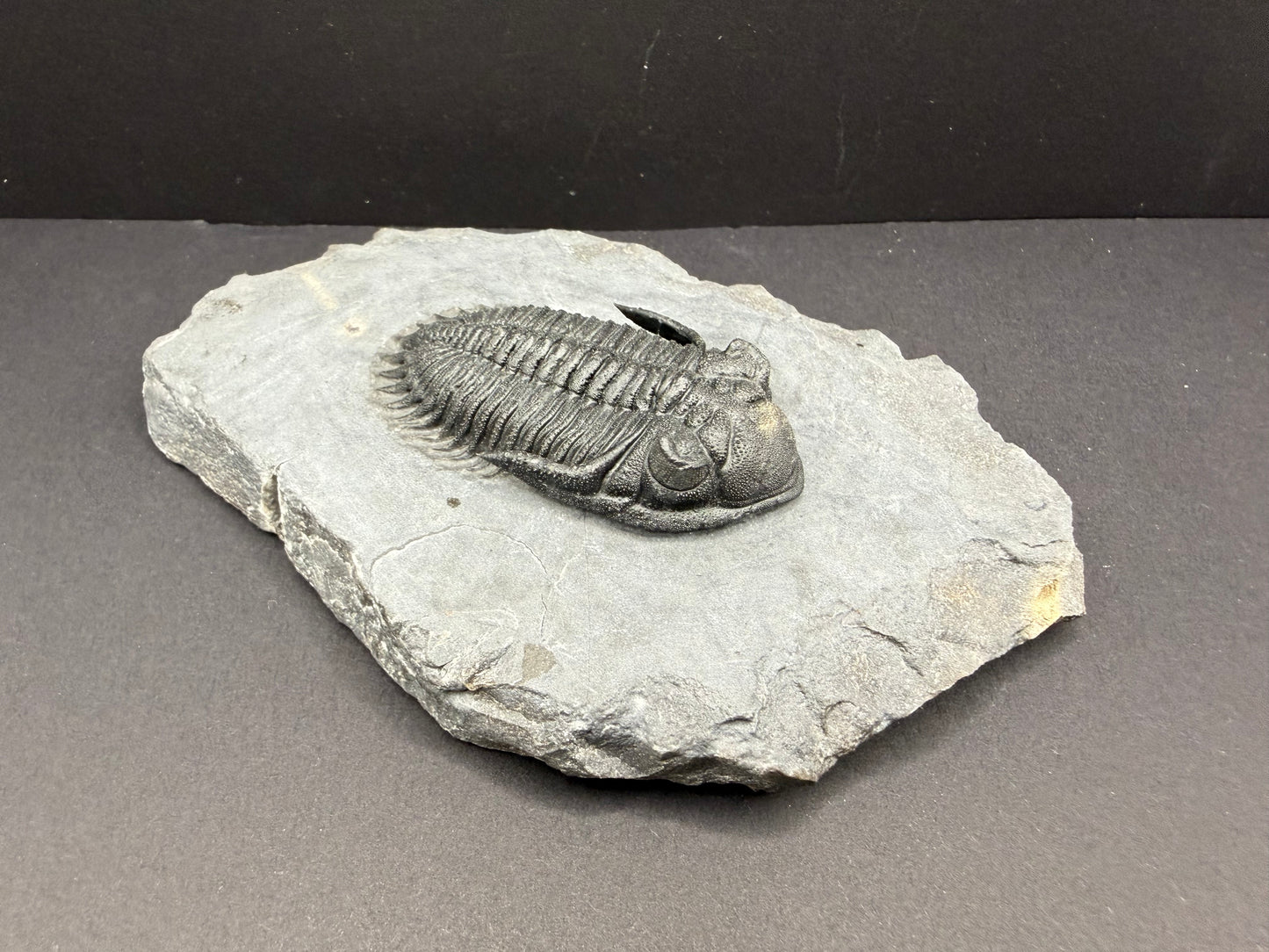 Metacanthina Trilobite