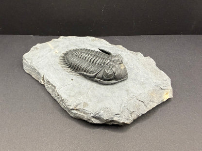 Metacanthina Trilobite