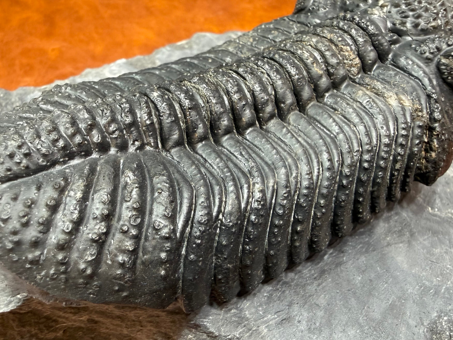 Drotops Trilobite