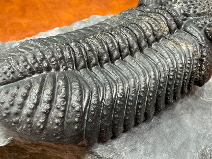 Drotops Trilobite