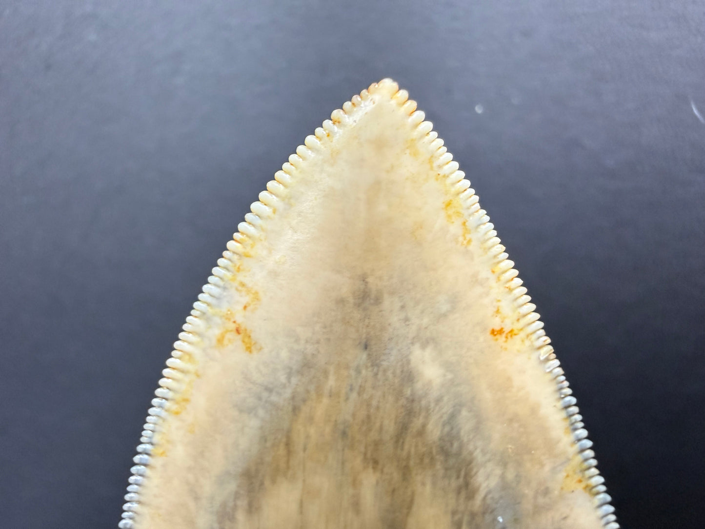 Megalodon Tooth