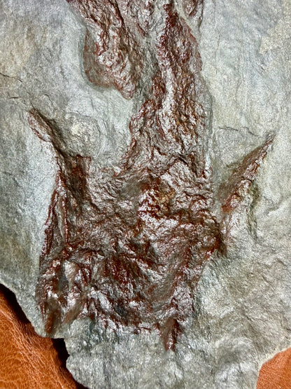 Dinosaur trace