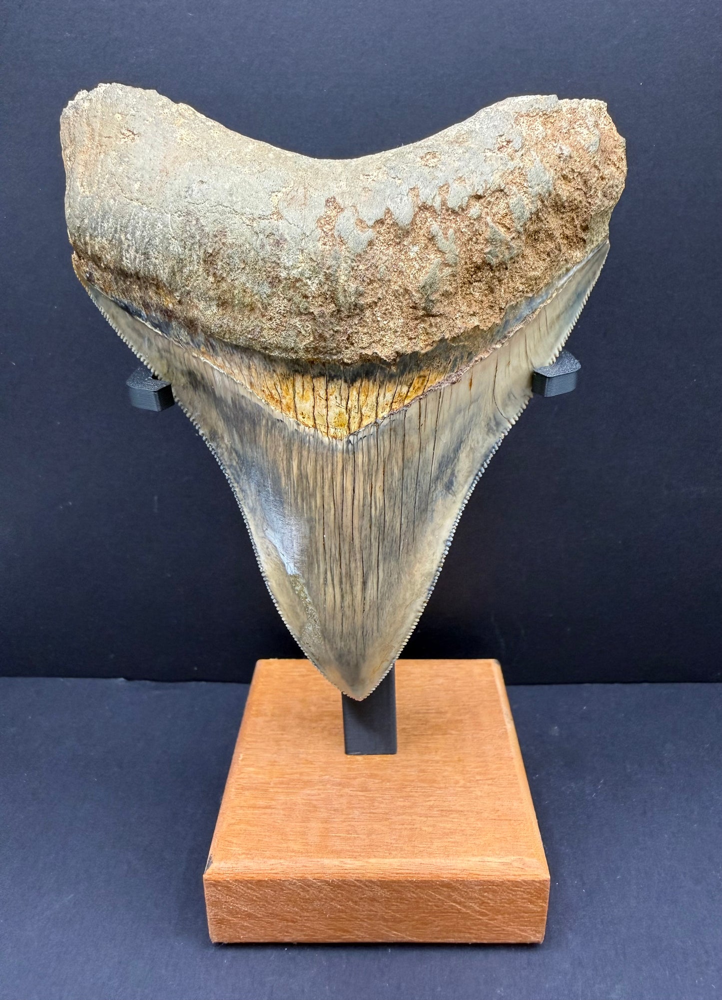 Megalodon Tooth