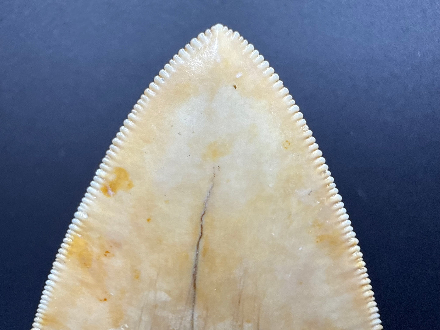 Megalodon Tooth