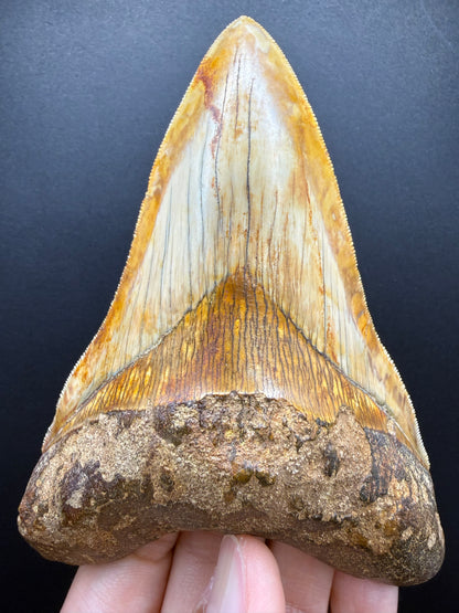 Megalodon Tooth