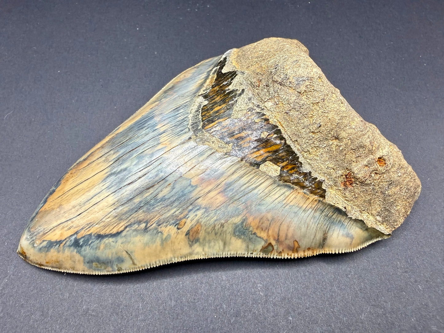 Megalodon Tooth
