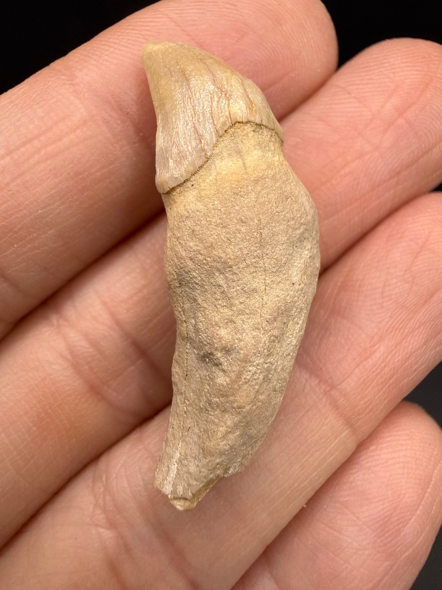 Dolphin Tooth