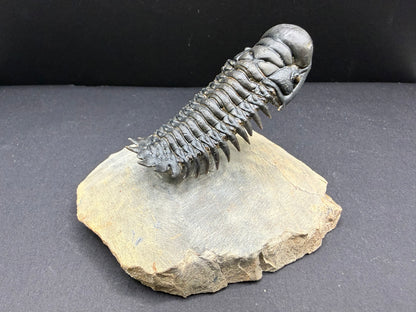 Crotalocephalus Trilobite
