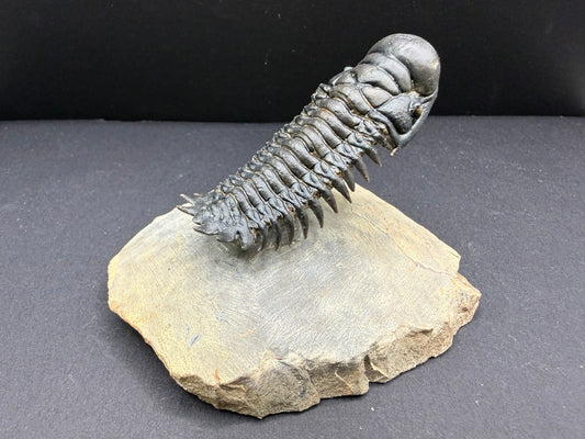 Crotalocephalus Trilobite