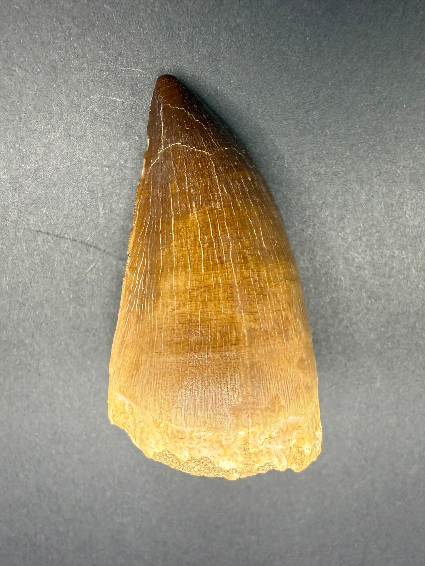 Mosasaur Tooth
