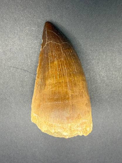 Mosasaur Tooth