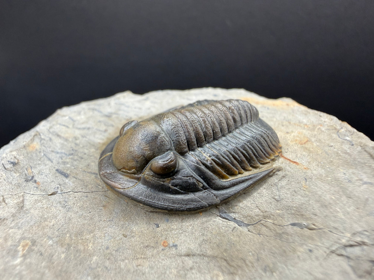 Cornuproetus Trilobite