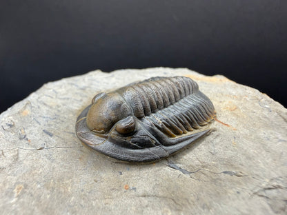 Cornuproetus Trilobite