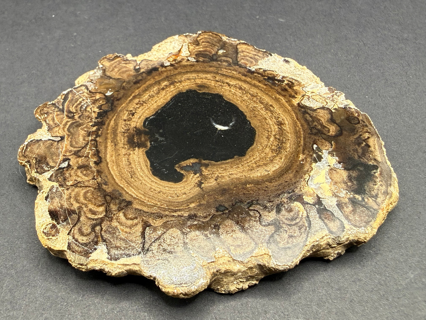 Stromatolite Petrified Wood