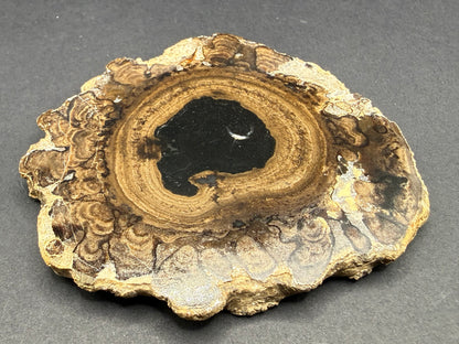 Stromatolite Petrified Wood