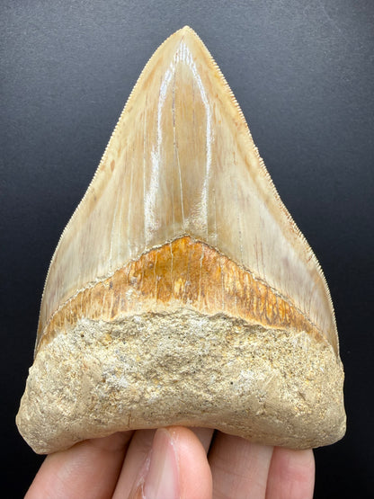 Megalodon Tooth