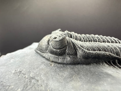 Metacanthina Trilobite