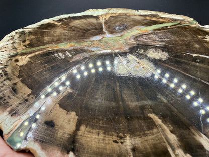 Woodworthia Petrified Wood