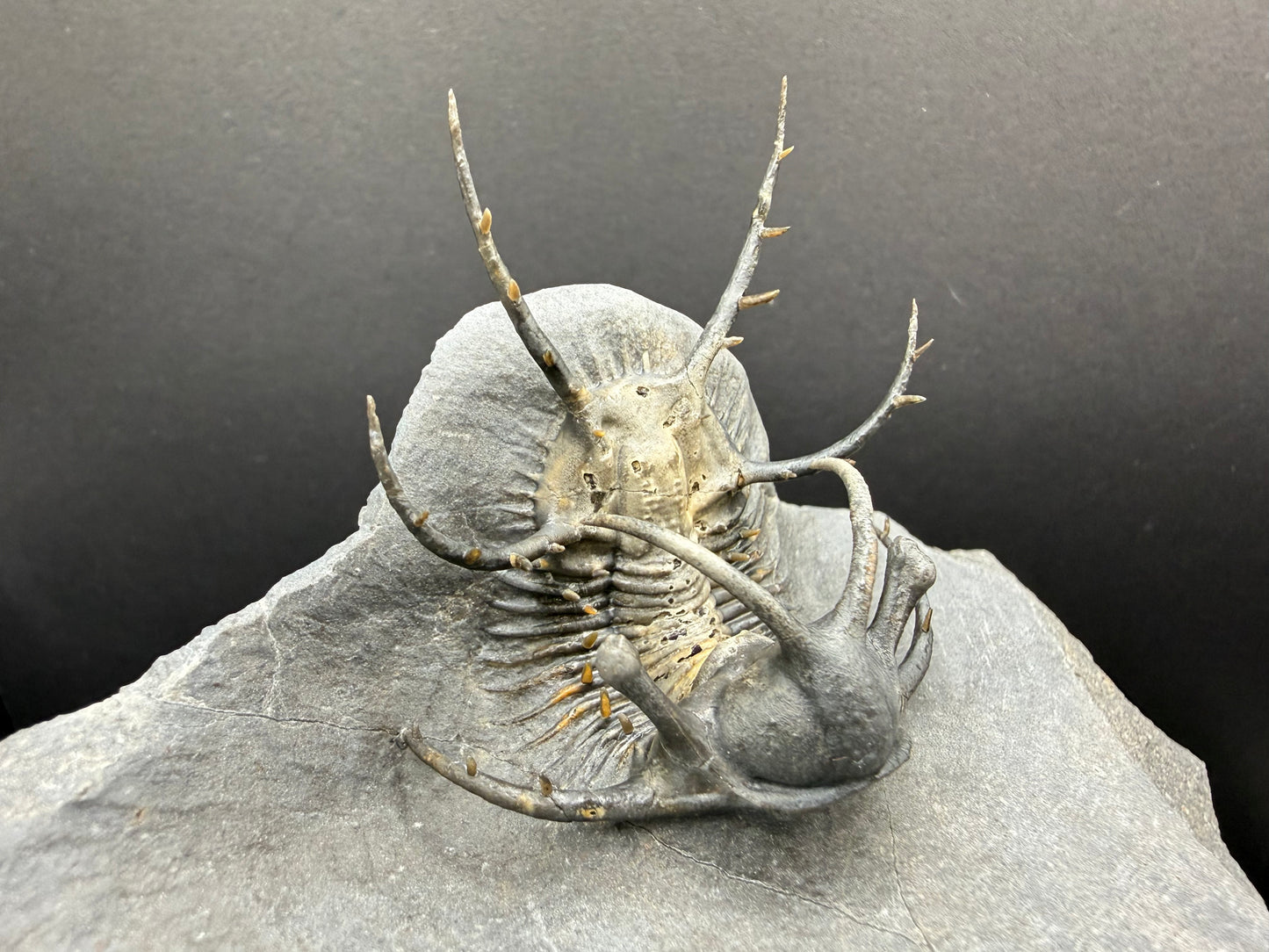 Ceratarges Trilobite
