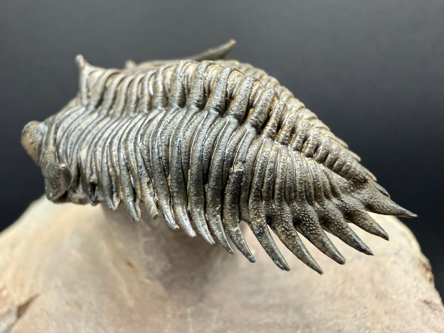 Metacanthina Trilobite