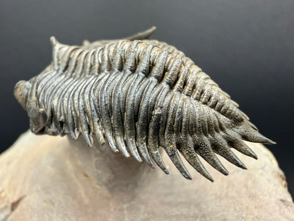 Metacanthina Trilobite