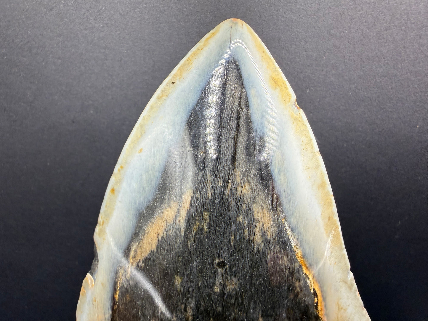 Megalodon Tooth