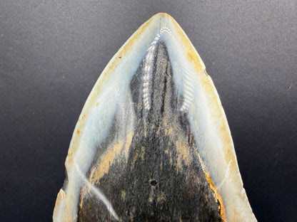 Megalodon Tooth