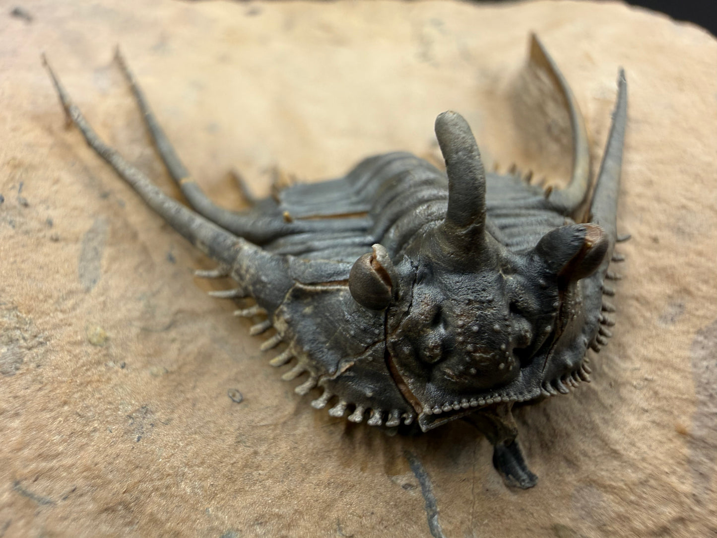 Kettneraspis Trilobite