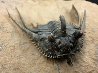 Kettneraspis Trilobite