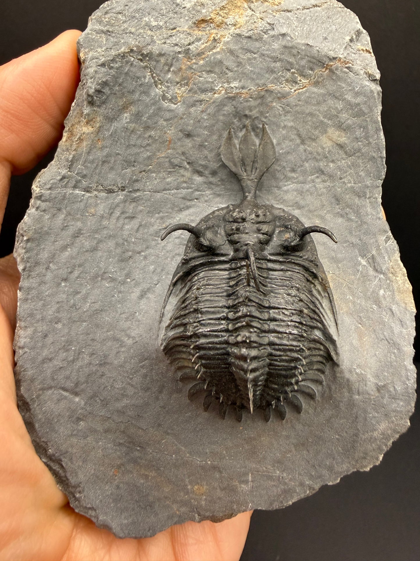 Walliserops Trilobite