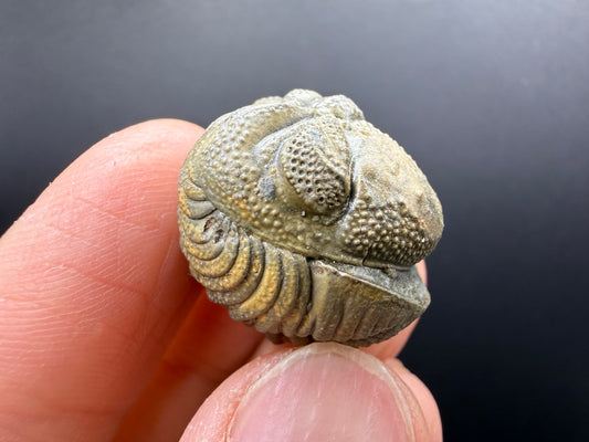 Enrolled Moroccops Trilobite